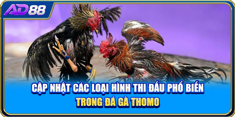 Cập nhật các loại hình thi đấu phổ biến trong đá gà Thomo