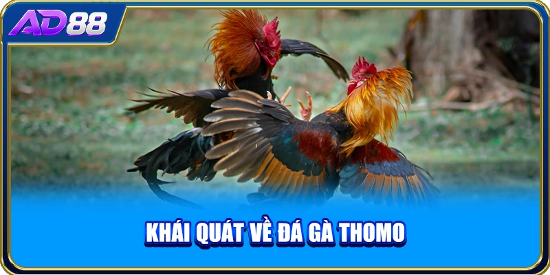 Khái quát về đá gà Thomo