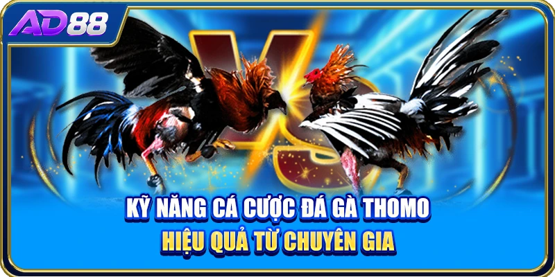 Kỹ năng cá cược đá gà Thomo hiệu quả từ chuyên gia